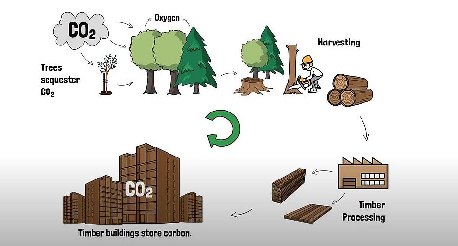Timber buildings as a second forest